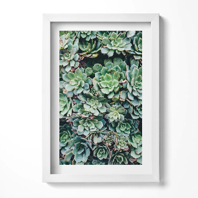 Keretezett kép Zöld pozsgás növények