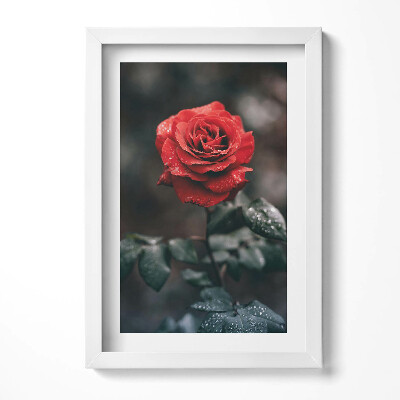 Keretezett kép Vörös rózsa esőcseppekkel