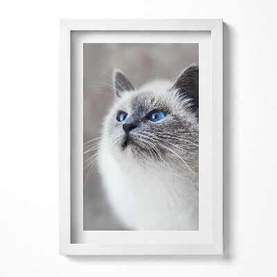 Keretezett kép Kék szemű macska portréja