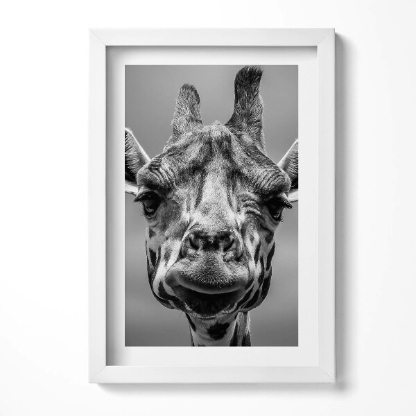 Keretezett kép Giraffe portré fekete-fehérben