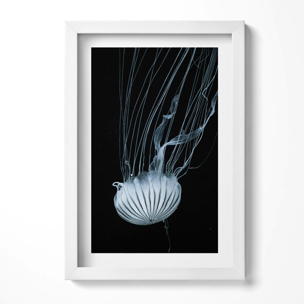 Keretezett kép Medúza úszik a sötét vízben