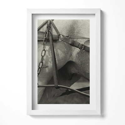 Keretezett kép Ló és hám részlete