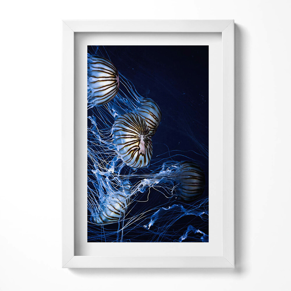 Keretezett kép Medúzák sötét háttér előtt