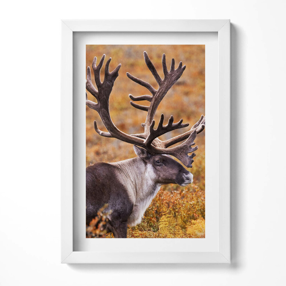 Keretezett kép Szarvas agancsos állat