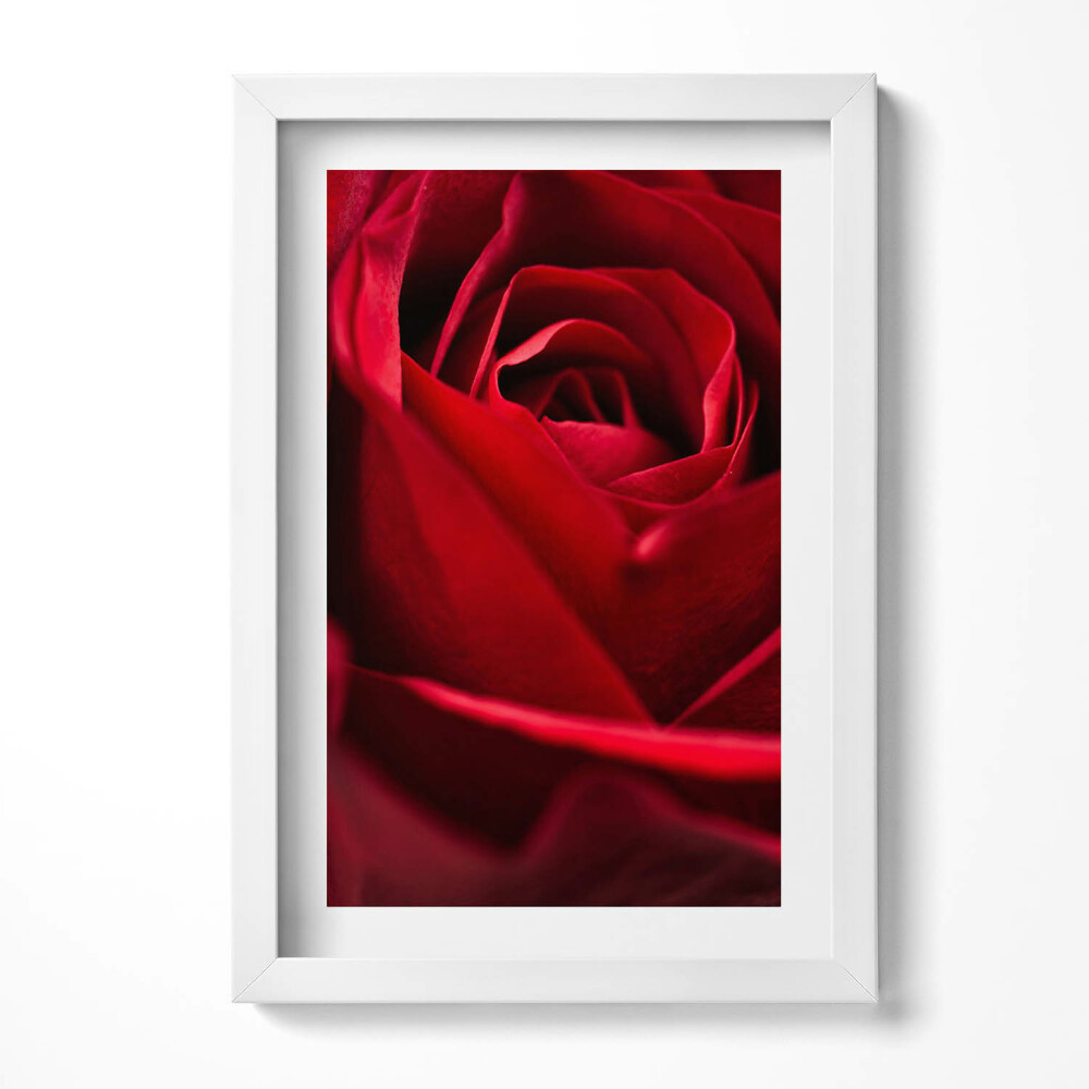 Keretezett kép Vörös rózsa közeli képe