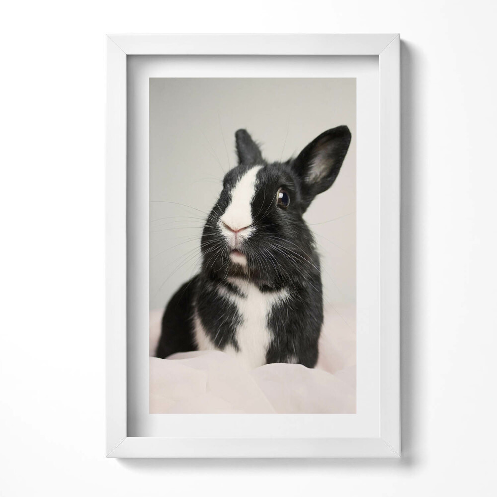 Keretezett kép Fekete-fehér nyúl portréja