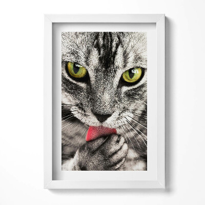 Keretezett kép Fekete-fehér macska zöld szemek