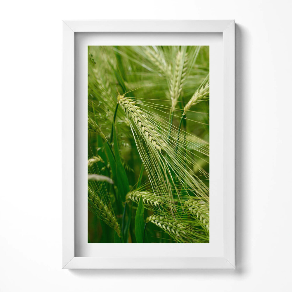 Keretezett kép Zöld búzafélék mezője