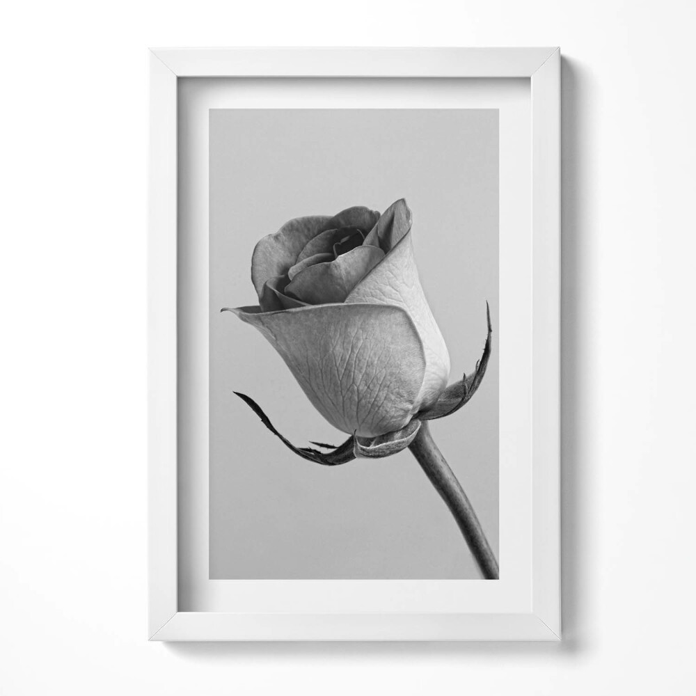 Keretezett kép Fekete-fehér rózsa