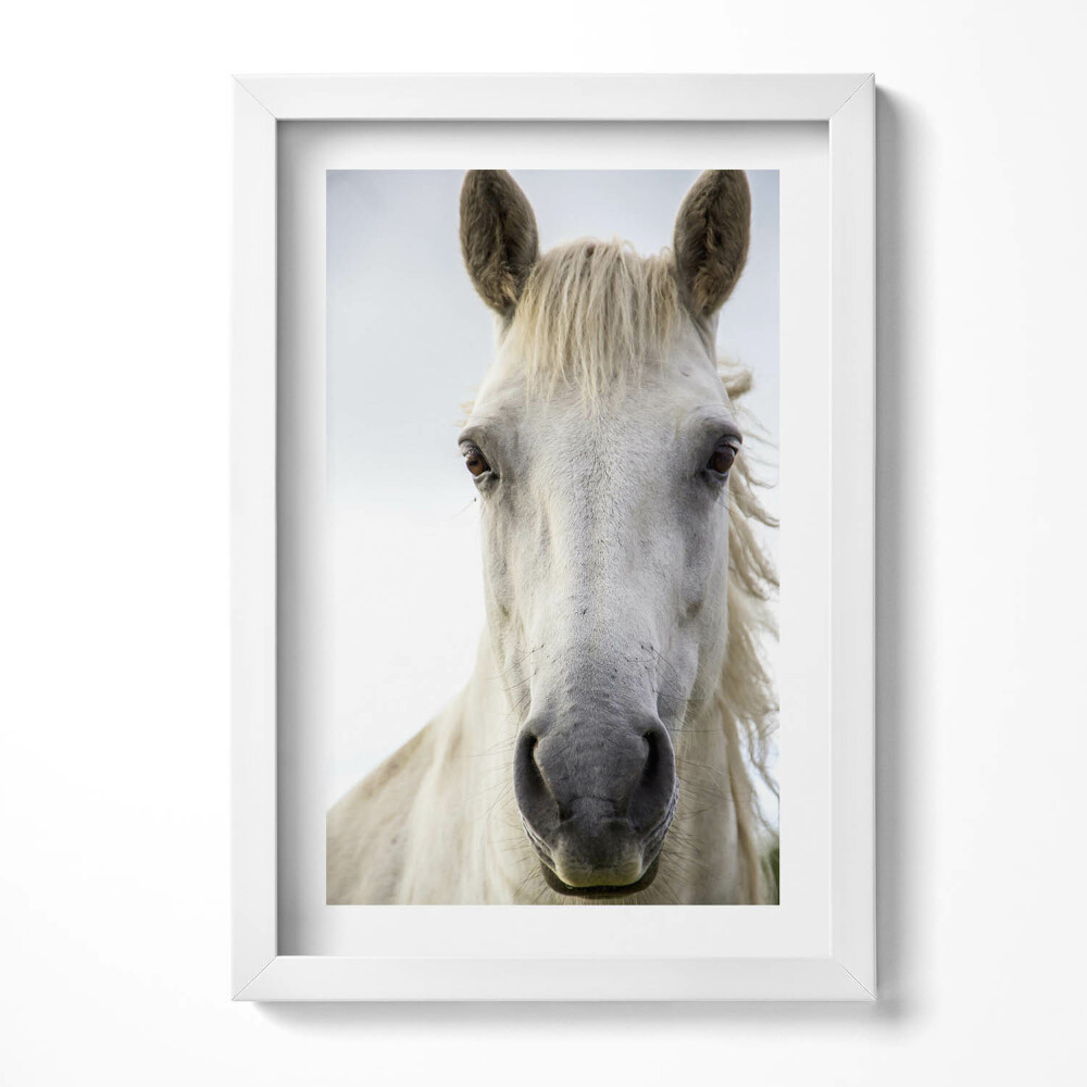 Keretezett kép Fehér ló portréja