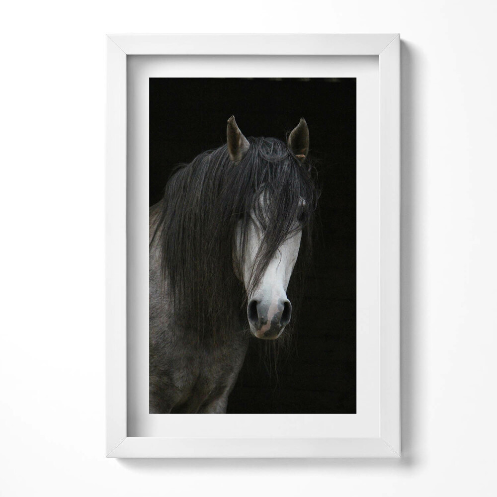 Keretezett kép Fekete hajú ló portréja