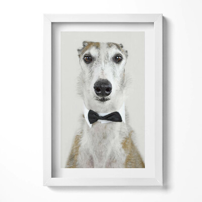 Keretezett kép Elegáns kutya fekete nyakkendőben