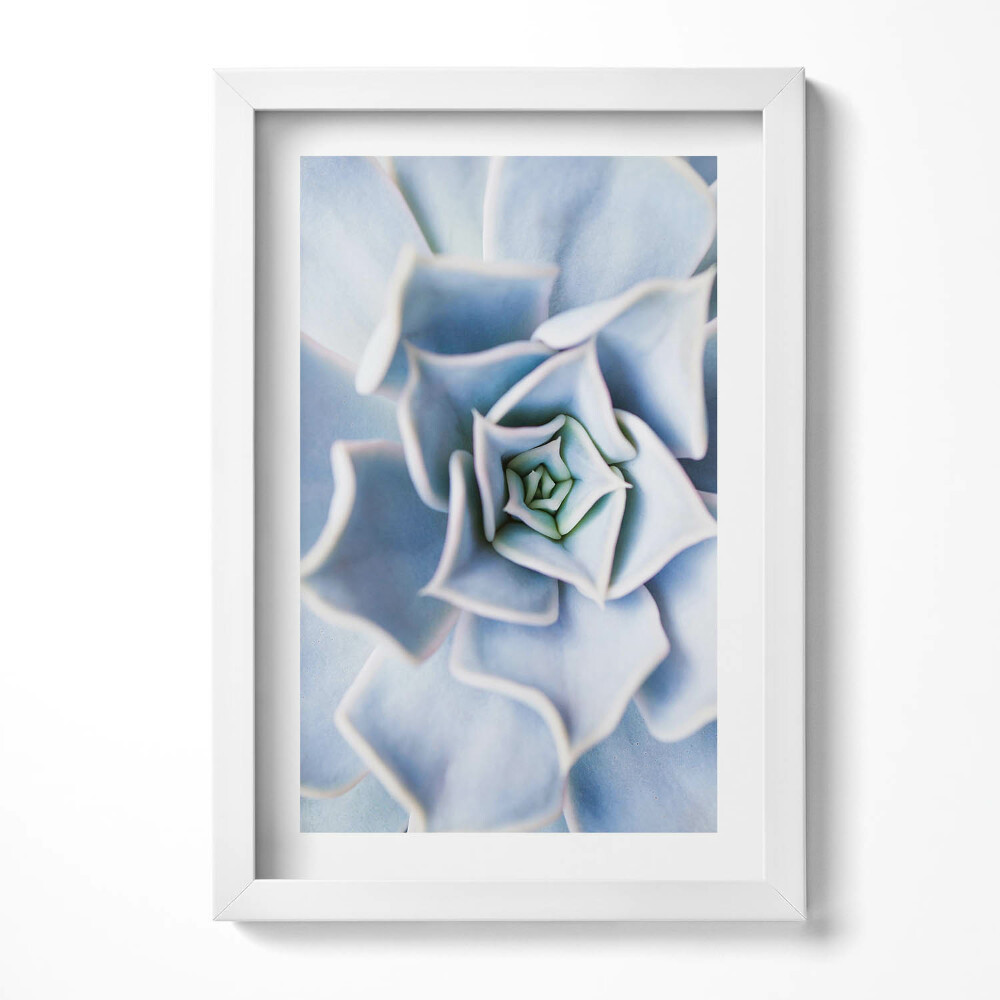 Keretezett kép Kék színű spirálisan elrendezett virág