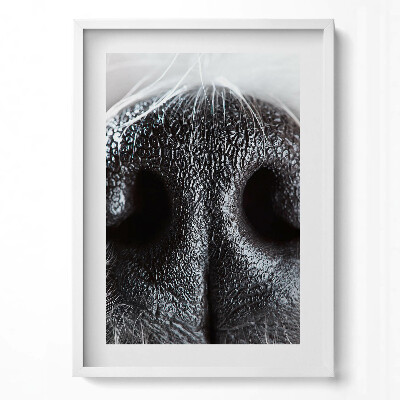 Függőleges kép keretben Fekete lóorr közeli felvétel