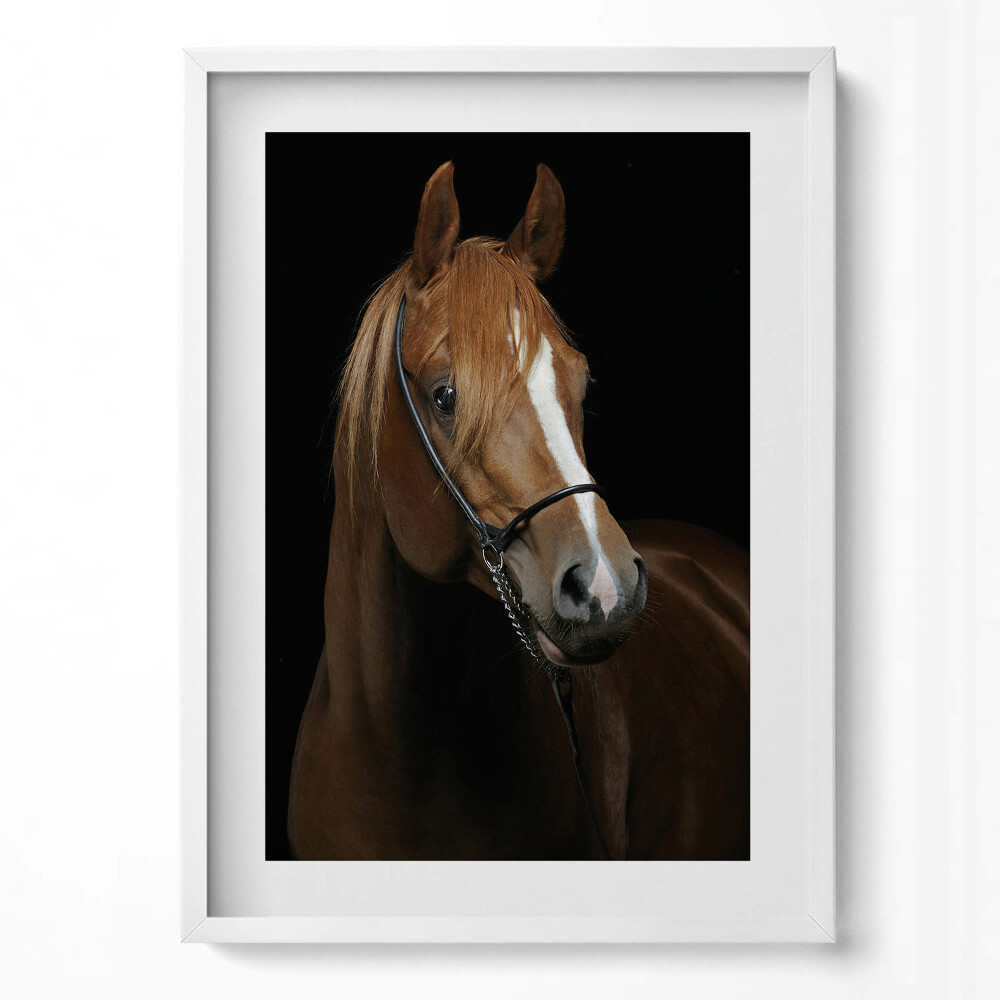 Függőleges kép keretben Kifinomult lóportré