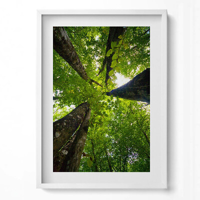 Függőleges kép keretben Fák lombkoronája zöld színek