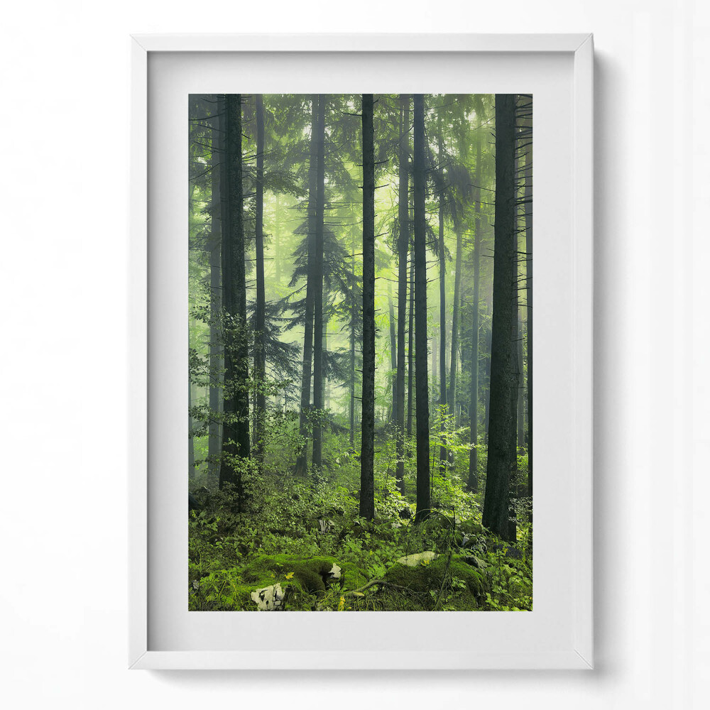 Függőleges kép keretben Zöld erdő ködben