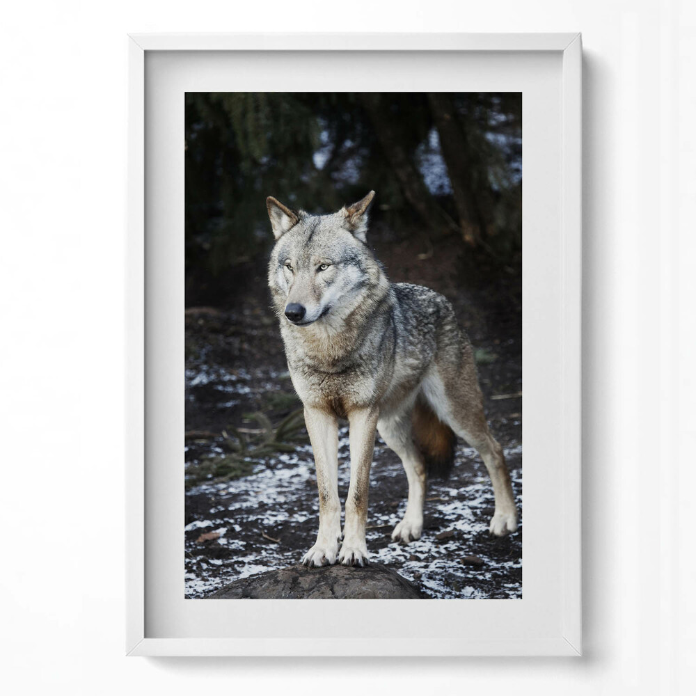 Függőleges kép keretben Farkas hóval borított tájon