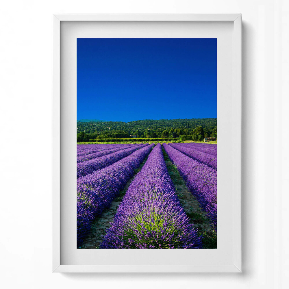 Függőleges kép keretben Levendulamezők kék éggel