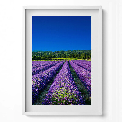Függőleges kép keretben Levendulamezők kék éggel