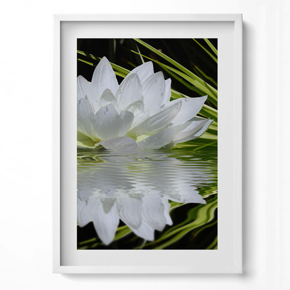 Függőleges kép keretben Fehér vízililiom kövek vízfelszín