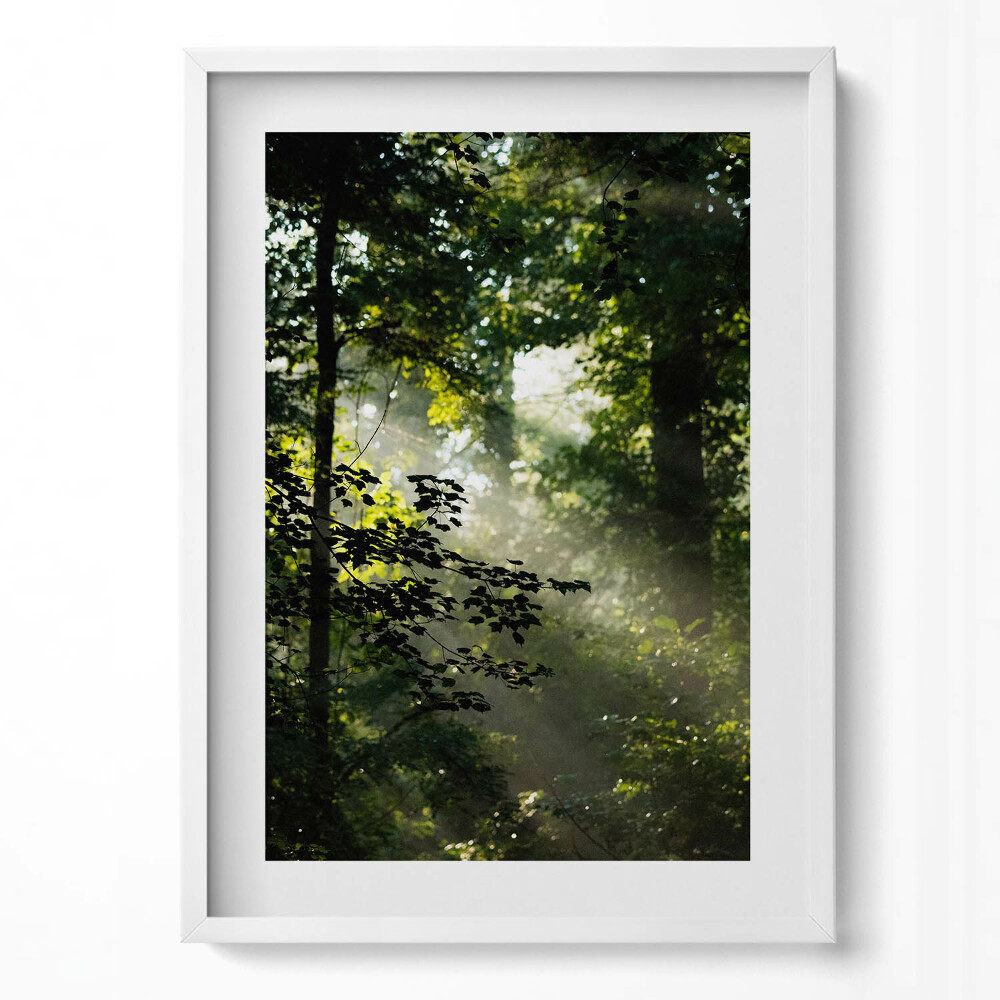 Függőleges kép keretben Fák és fény a természetben