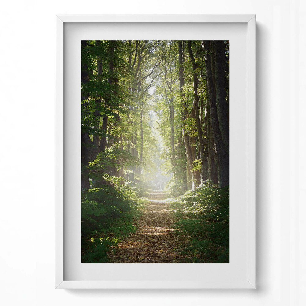 Függőleges kép keretben Zöld erdei ösvény napfényben