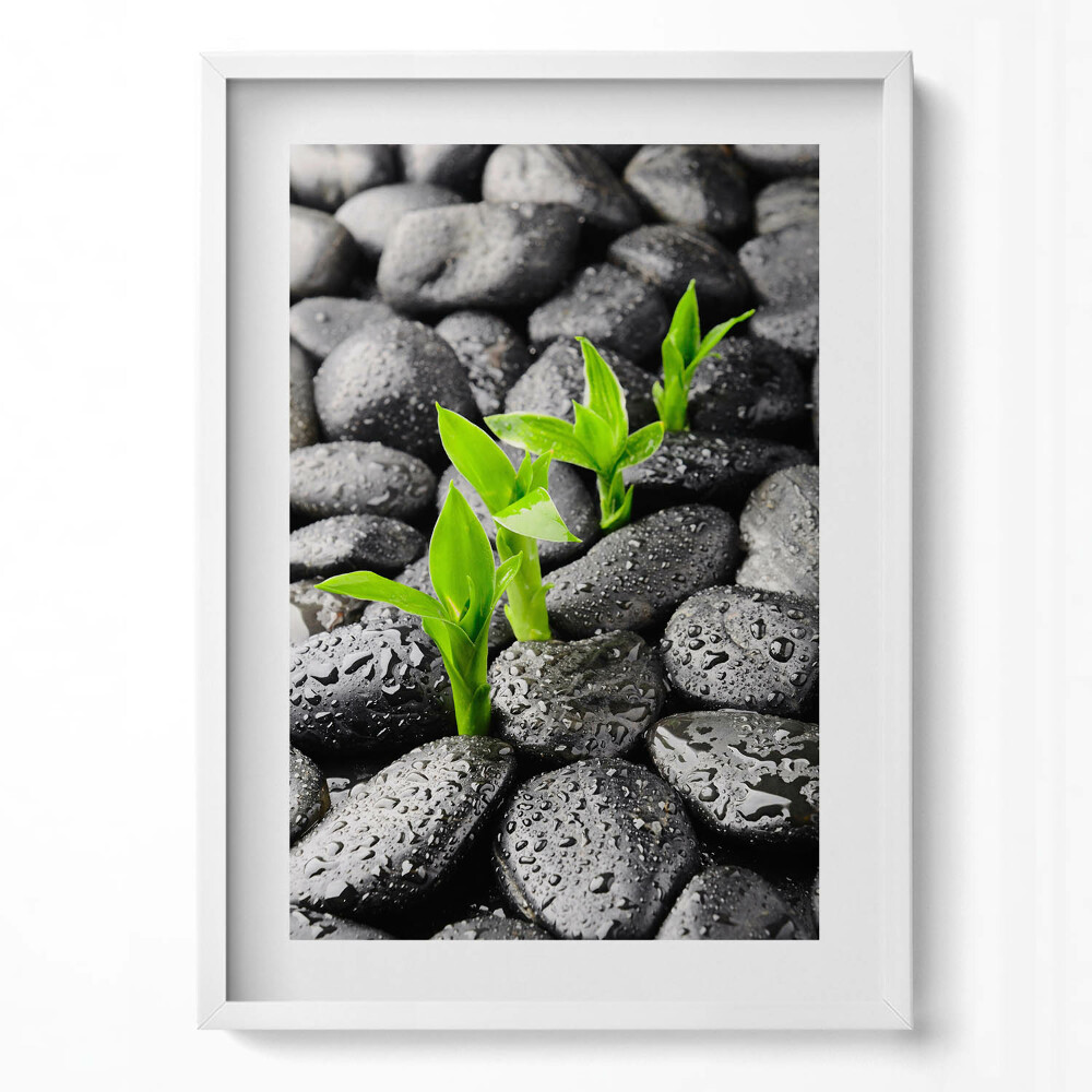 Függőleges kép keretben Zöld hajtások fekete köveken