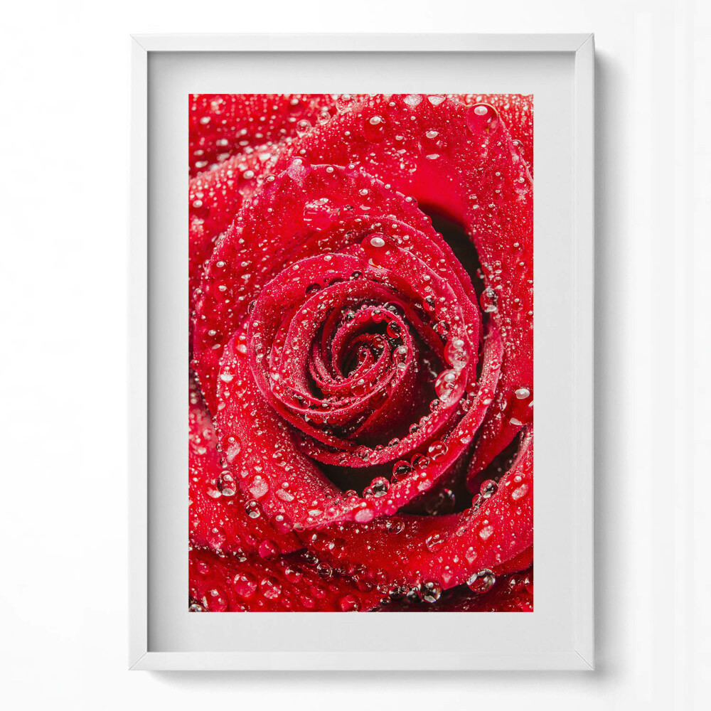 Függőleges kép keretben Vizes vörös rózsa