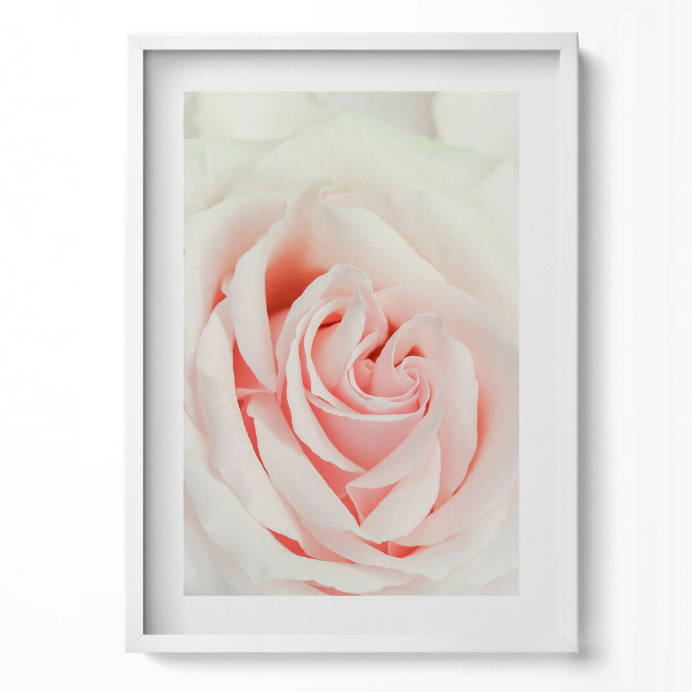 Függőleges kép keretben Rózsaszín rózsa közelképe