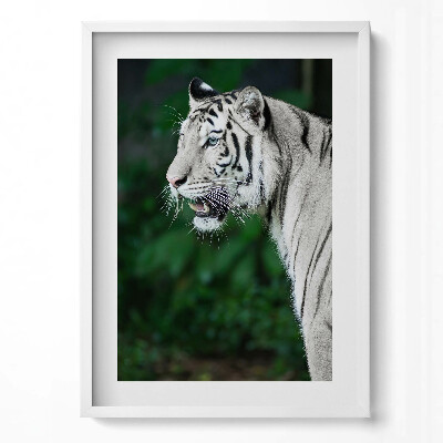 Függőleges kép keretben Fehér tigris profilja