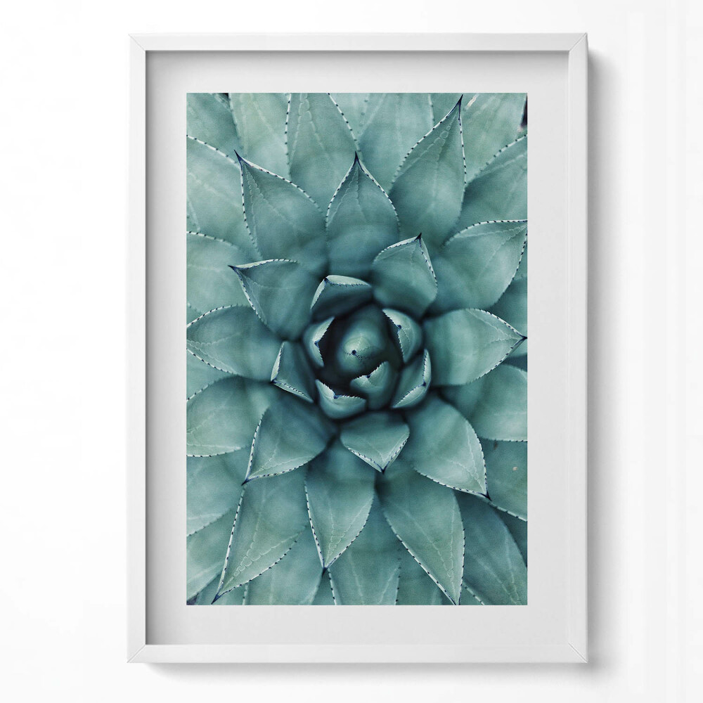 Függőleges kép keretben Zöld színű pozsgás növény