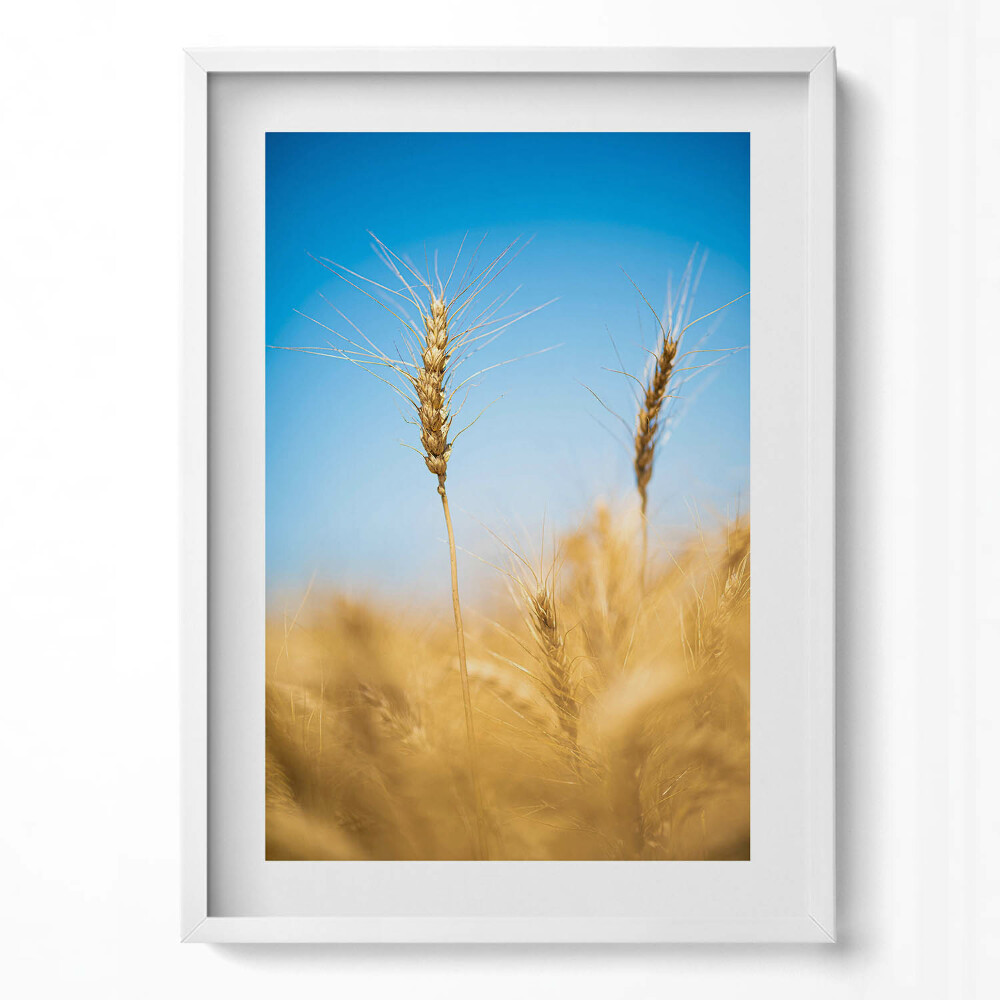 Függőleges kép keretben Aranysárga búzaföld kék ég