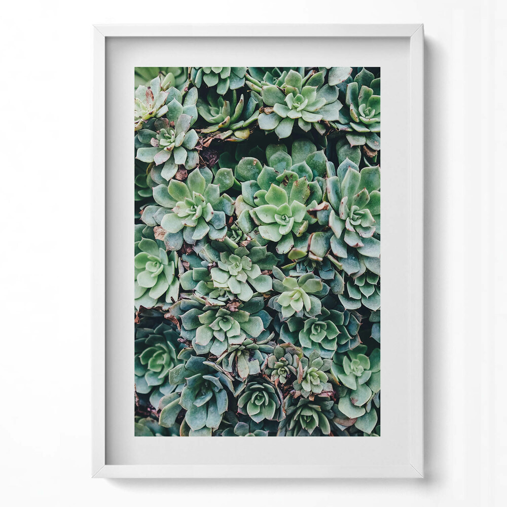 Függőleges kép keretben Zöld pozsgás növények