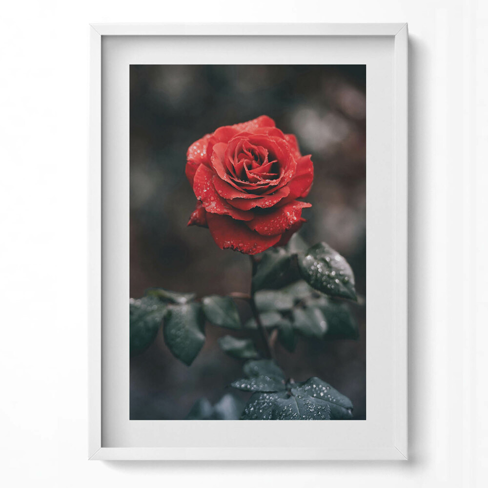 Függőleges kép keretben Vörös rózsa esőcseppekkel