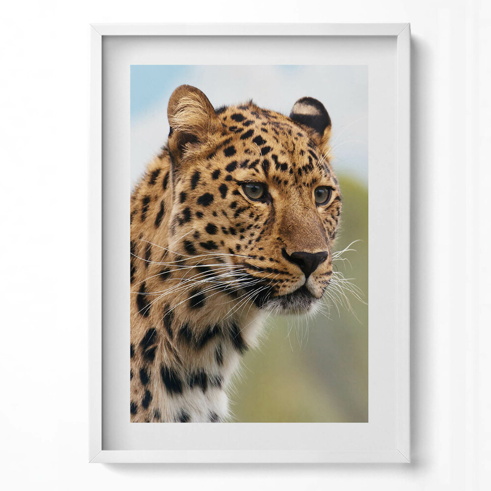 Függőleges kép keretben Leopárd portréja