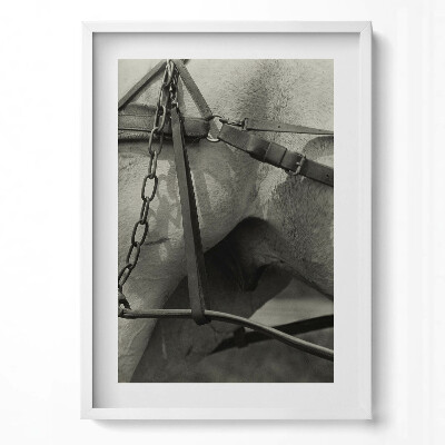 Függőleges kép keretben Ló és hám részlete