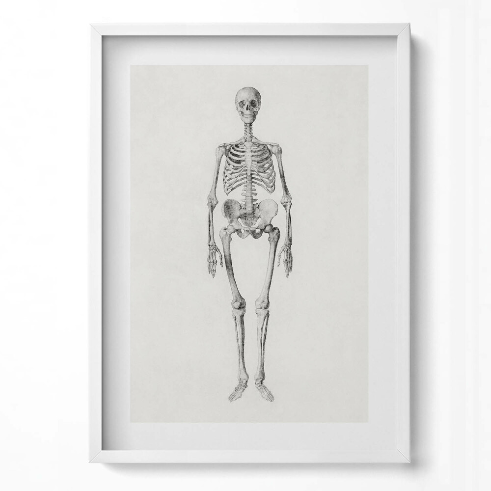 Függőleges kép keretben Emberi csontváz részletes ábrázolása