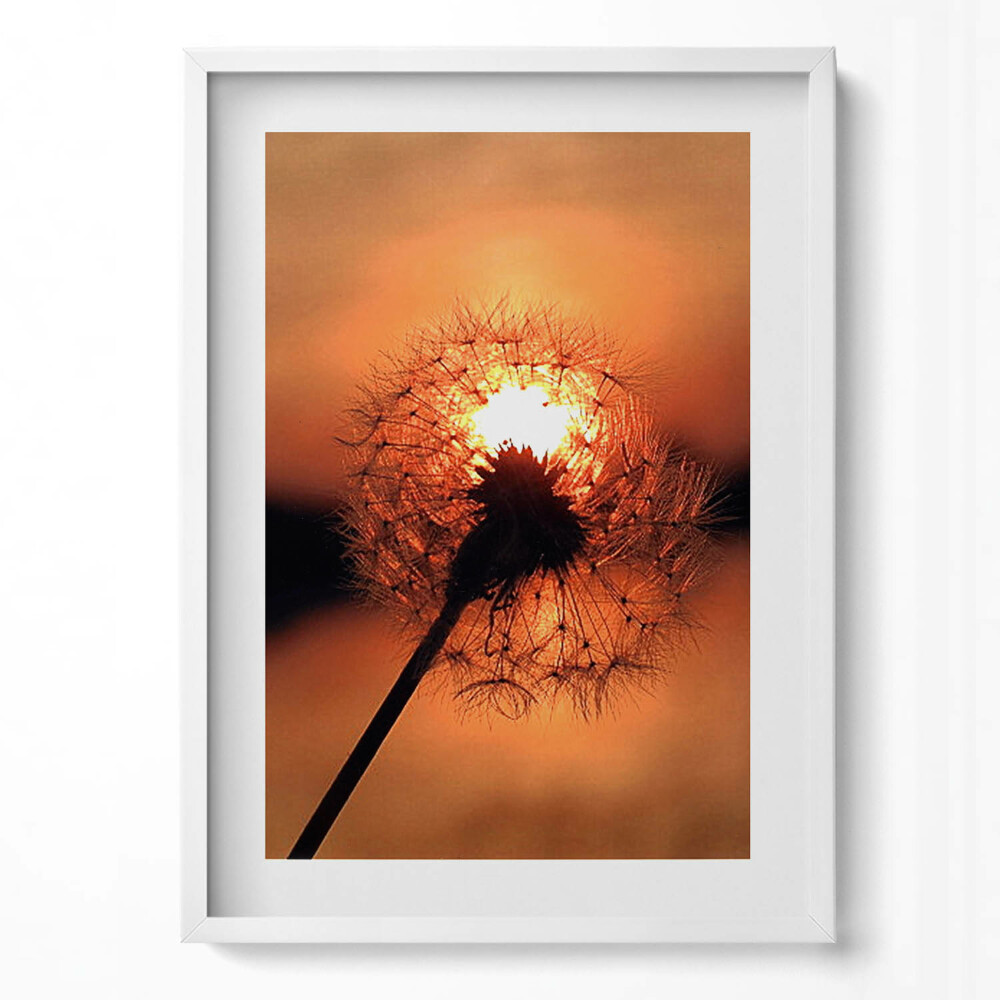 Függőleges kép keretben Naplemente egy pitypang mögött