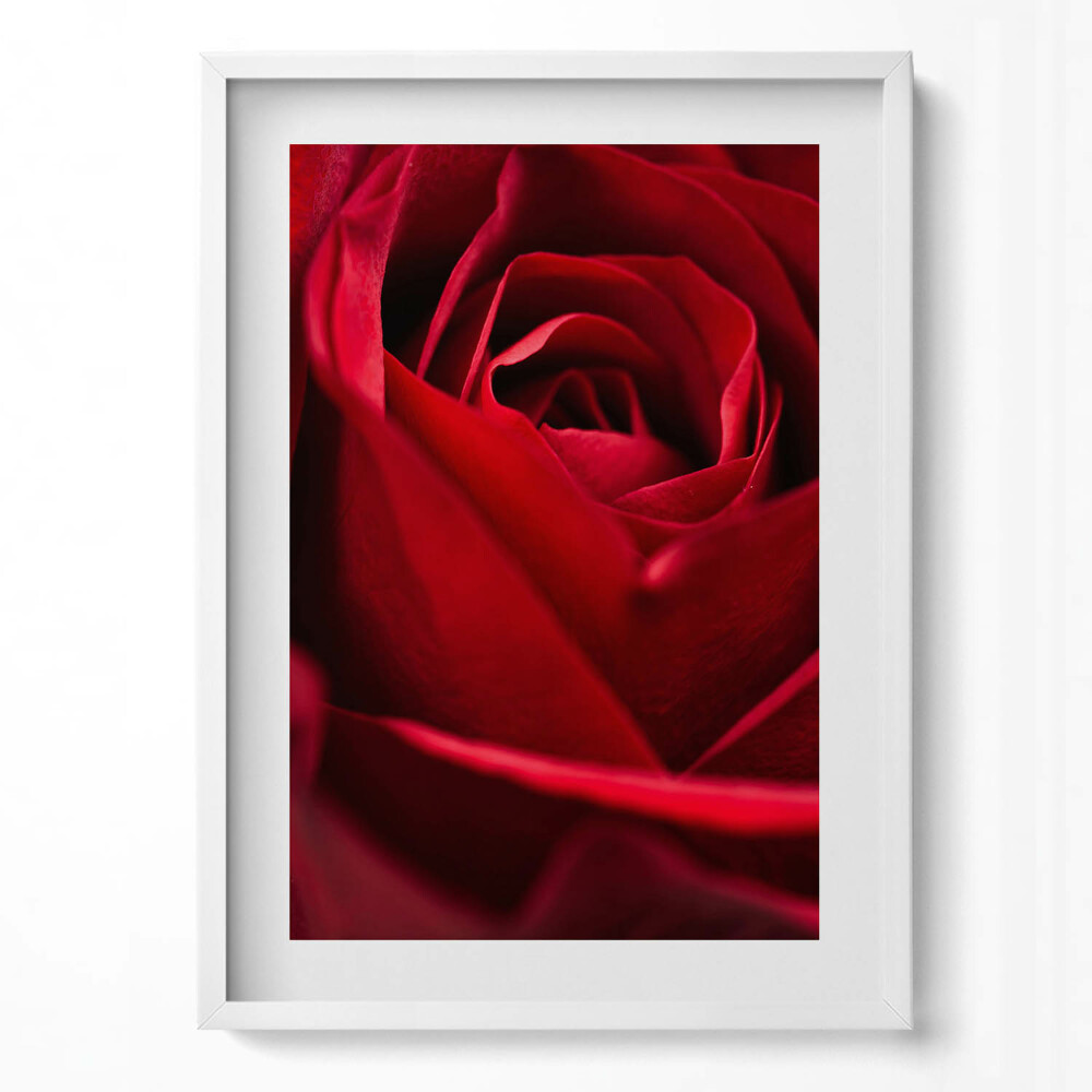 Függőleges kép keretben Vörös rózsa közeli képe