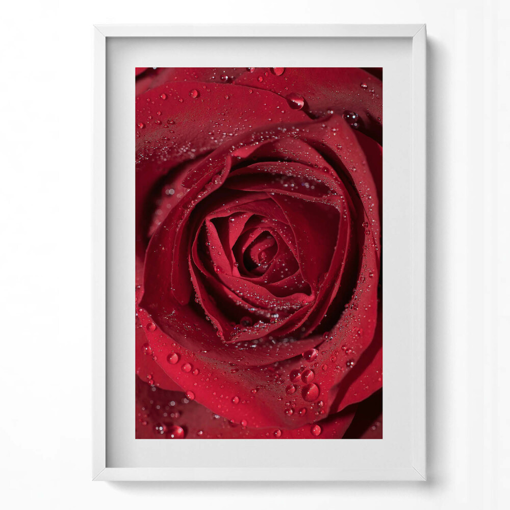 Függőleges kép keretben Vörös rózsa cseppekkel