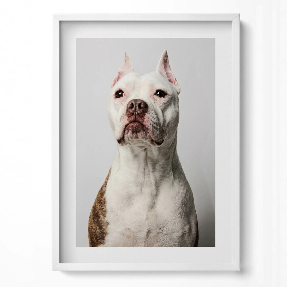 Függőleges kép keretben Bekeretezett kutyafotó