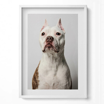 Függőleges kép keretben Bekeretezett kutyafotó