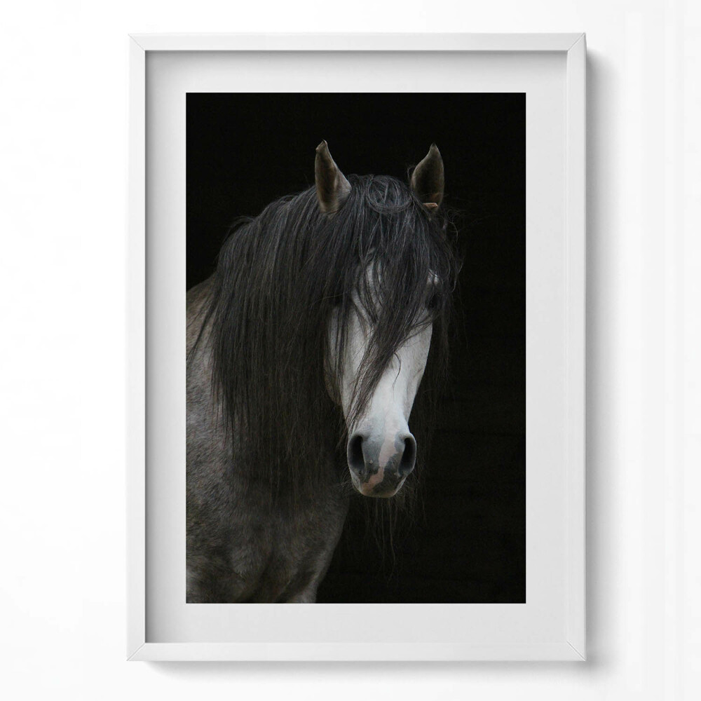 Függőleges kép keretben Fekete hajú ló portréja