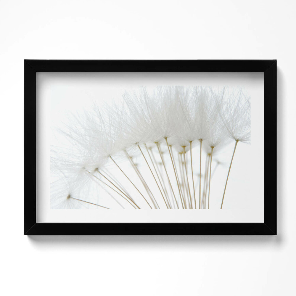 Keretezett kép Fehér pitypang