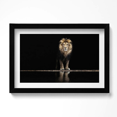Kép keretben Magányos állat vad oroszlán