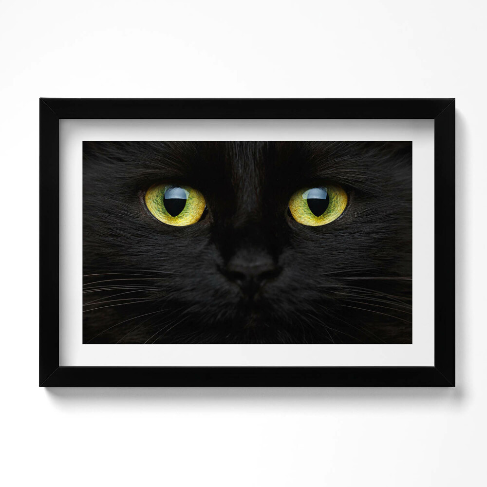 Keretezett kép Macskaszem állat