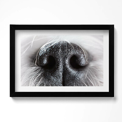 Keretezett kép Közelkép állat orráról