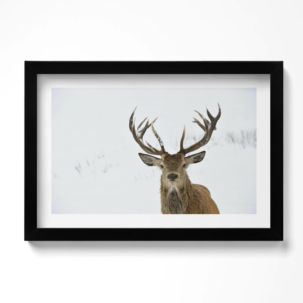 Keretezett kép Méltóságteljes állat szarvasok