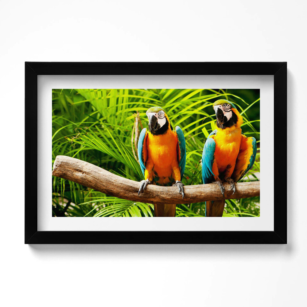 Kép keretben Két színes ara papagáj a dzsungelben